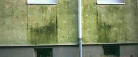 водоросли на фасаде